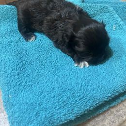 Male - Blue and white male Shih Tzu puppy in Godley, Texas from Godleys finest