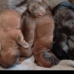 Dachshunds from Happy Tails Dachshunds