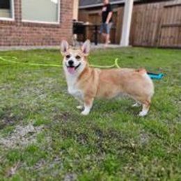 Nani - Pembroke Welsh Corgi