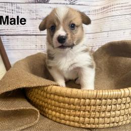 Boy 4 - Red male Pembroke Welsh Corgi puppy in Ridgeland, South Carolina from FOF Lowcountry Corgis