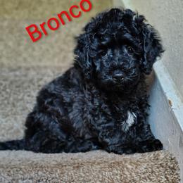Bronco - Black male Double Doodle puppy in Cordova, Tennessee from TrueLine kennels