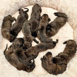 Male 3 - Tiger male Perro de Presa Canario puppy in Pocahontas, Illinois from Cabeza Grande Kennel