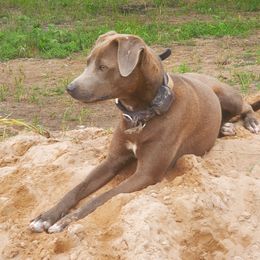 Junebug - Blue Lacy