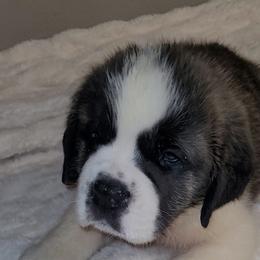 Astrid - Brown and white female Saint Bernard puppy in Brandon, South Dakota from Split Rock Saints