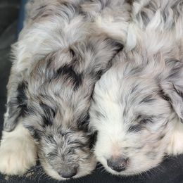 Bordoodles, Goldendoodles, and Labradoodles from Card Family Ranch