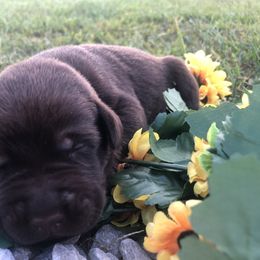 Dilute Retriever and Labrador Retriever Puppies from CKB Labradors