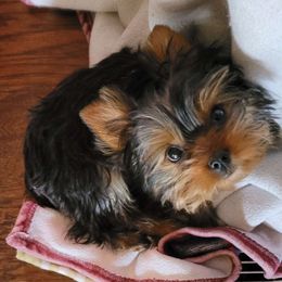 Charlie - Yorkshire Terrier