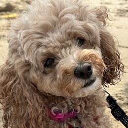 Dory - Poodle