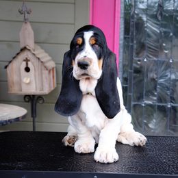 Basset Hound Puppies from Magnolia Basset Hounds