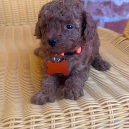 Marco - Red  male Poodle puppy in Okc, Oklahoma from Designer Poos By Diva