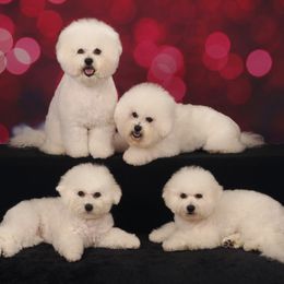 Bichon Frises, Bulldogs, and French Bulldogs from Arralaine Pups