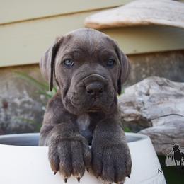 Boy 3 - Gray brindle male Cane Corso puppy in Emmett, Idaho from NorthWood’s Cane Corso
