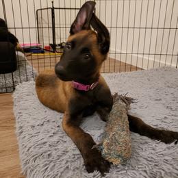 Purple Collar - Black sable female Belgian Malinois puppy in Mesa, Arizona from Sun Valley Malinois