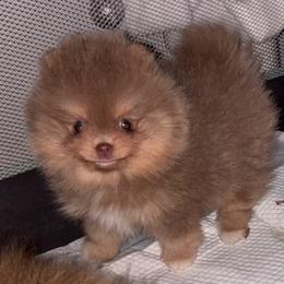 Joe dirt - Lavender male Pomeranian puppy in Fayetteville, North Carolina from Tar-heel Poms