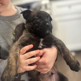 Major - Black brindle male Dutch Shepherd puppy in Clarksville, Tennessee from Vuurhart Herders