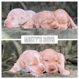 2nd Pick Boy - Caramel male Australian Labradoodle puppy in Hartshorne, Oklahoma from Jena Edmond