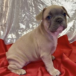 Sabrina - Blue fawn female French Bulldog puppy in Pine Township, Pennsylvania from BlueCairo Frenchies