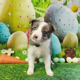 Ross - Blue merle male Border Collie puppy in Avilla, Indiana from Borderline Kennels