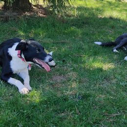 Border Collies from WRC Farms