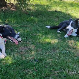 Border Collies from WRC Farms