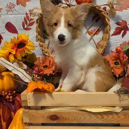 Honey Bear - Sable merle and white female Shetland Sheepdog puppy in Altha, Florida from Hill Top Shelties