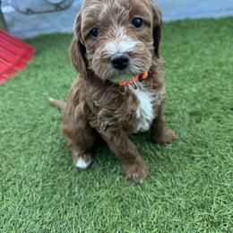 Simba - Red  male Goldendoodle puppy in Phoenix, Arizona from Amore Doodles & Poodles