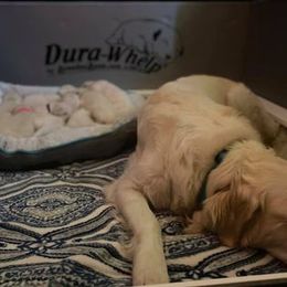 Golden Retriever Puppies from Golden Dust Retrievers