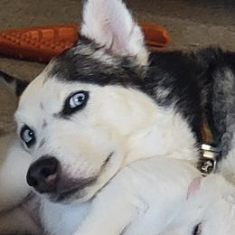 Marley - Siberian Husky