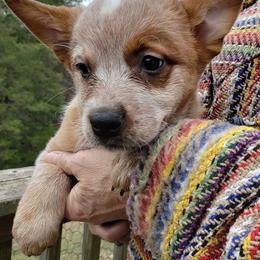 Australian Cattle Dog Puppies from Blue Coyote Ranch