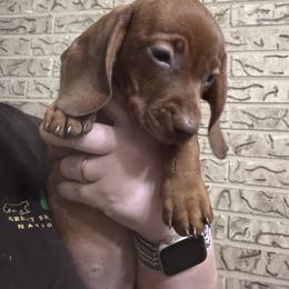 Nova - Red female Dachshund puppy in Athens, Texas from County Road Puppies