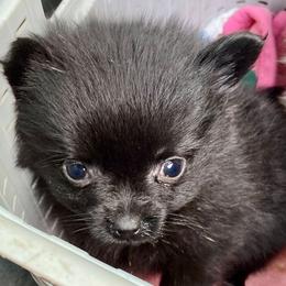 Cinder - Black female Pomeranian puppy in Mississippi from Chainbreakerkennels