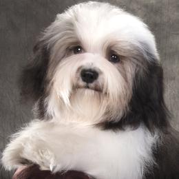 LochtE - Havanese