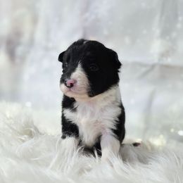 Brie - Black and white female Border Collie puppy in Avilla, Indiana from Borderline Kennels