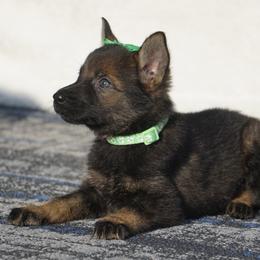 Astra - Sable female German Shepherd puppy in Muldrow, Oklahoma from Reizarf Kennels