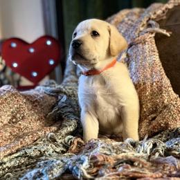 Fletcher - Yellow male Labrador Retriever puppy in Sweet Home, Oregon from Knotty Creek Labradors