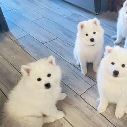 American Eskimo Dog Puppies from SkyFlyer Eskies