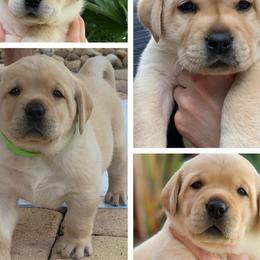 Labrador Retriever Puppies from Everlasting Labradors