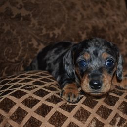 Stitch - Dapple male Dachshund puppy in Oxford, Pennsylvania from Emily’s Dachshund Puppies
