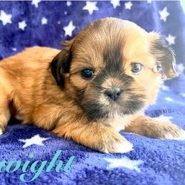 Dwight - Red male Shih Tzu puppy in Hemet, California from Aloha Shih Tzu