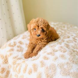 Blaze - Red  male Goldendoodle puppy in Elizabethtown, Kentucky from Reddy Poodles & Doodles