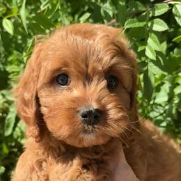 Jayla - Red female Cavapoo puppy in Tucson, Arizona from Adored Poodle & Doodles