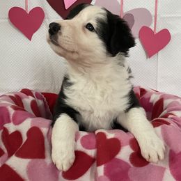 Border Collie Puppies from Trailblazer Border Collies