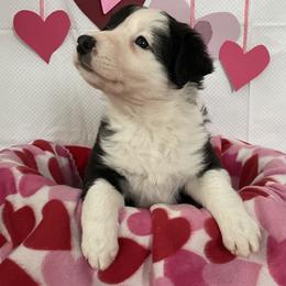 Border Collie Puppies from Trailblazer Border Collies