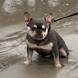 Adelaide  - French Bulldog