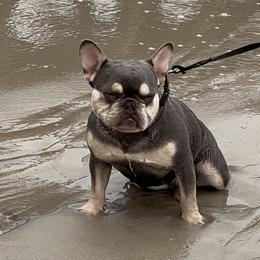 Adelaide  - French Bulldog