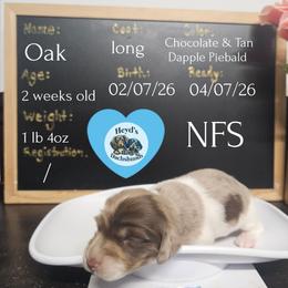 Oak - Dapple male Dachshund puppy in Hoquiam, Washington from Heyd's Mini Dachshunds