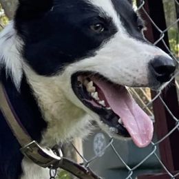 Stripper - Border Collie