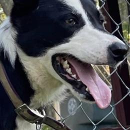 Stripper - Border Collie