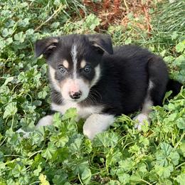 Boy 1 - Tri-color male Border Collie puppy in Centerville, Washington from Forthright Farms