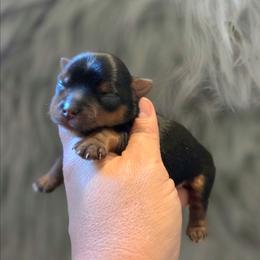 Brook - Blue and gold male Yorkshire Terrier puppy in Battle Ground, Washington from Joyful Yorkies